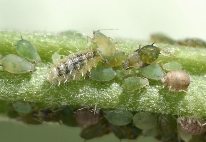 Larva di Paragus sp. in azione