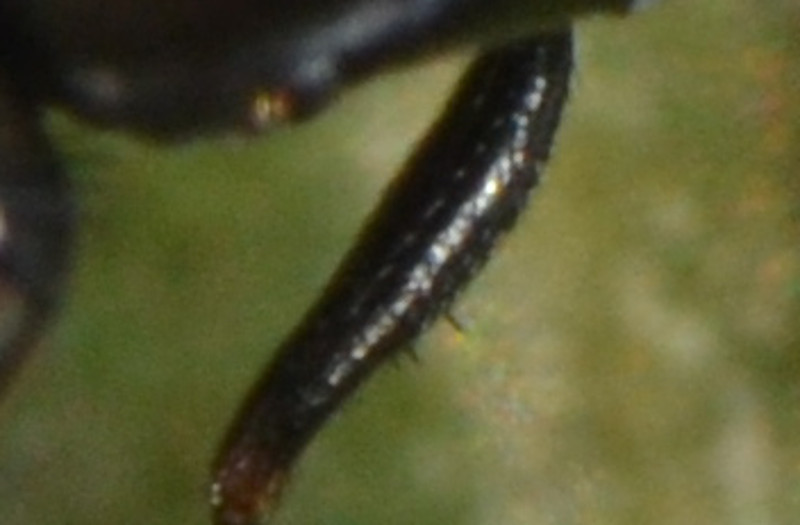 Femmina Sepsis neocynispea (Sepsidae)