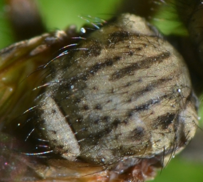 Conopidae: Zodion sp.