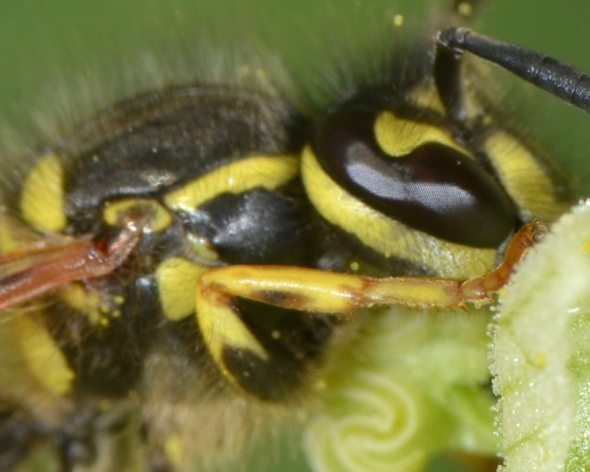 Vespula cfr. vulgaris