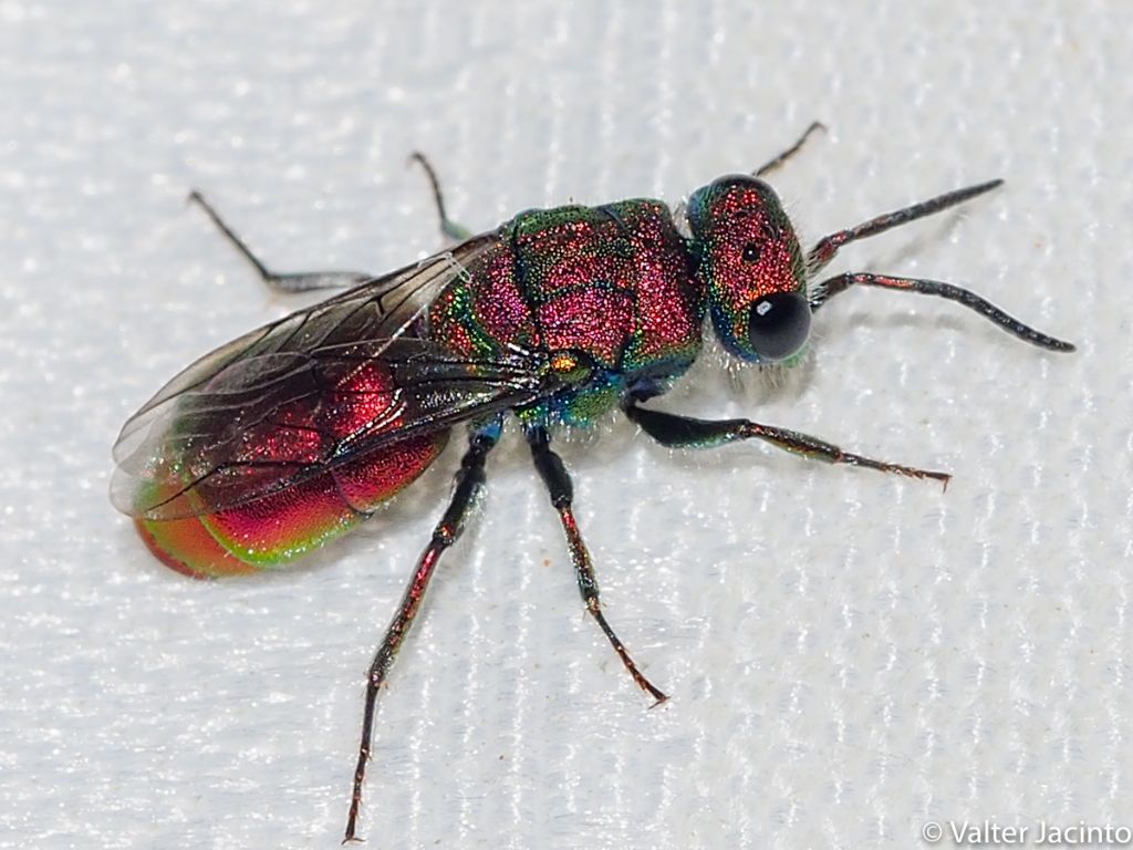 Chrysura sp.