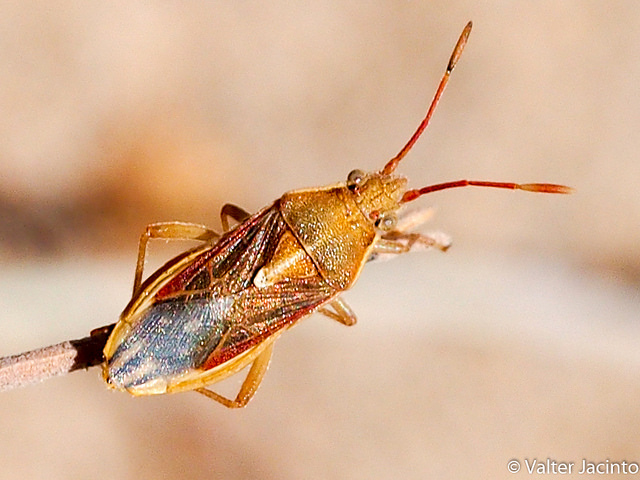 Rhopalidae: Maccevethus sp.