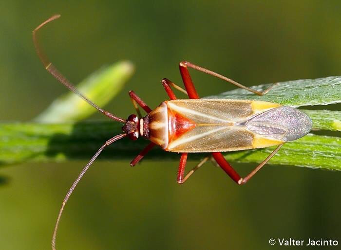 Miridae: Hadrodemus noualhieri dell''Algarve (P)