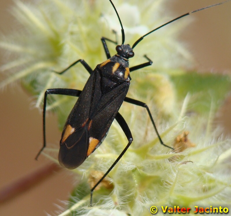 Miridae: Hadrodemus noualhieri dell''Algarve (P)