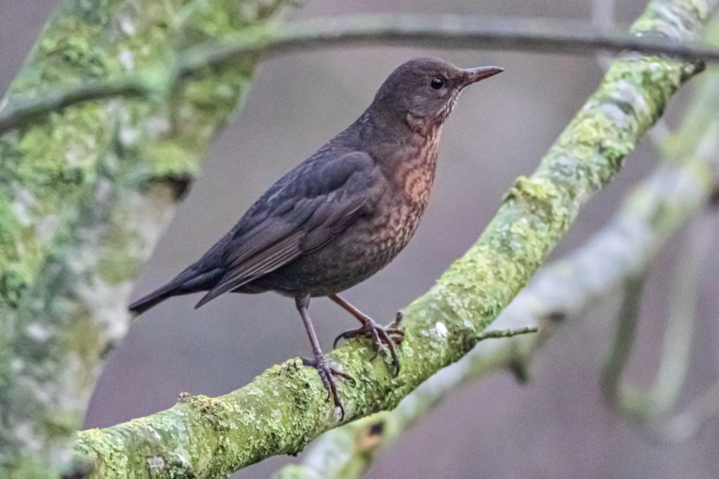 Merlo (Turdus merula), femmina!