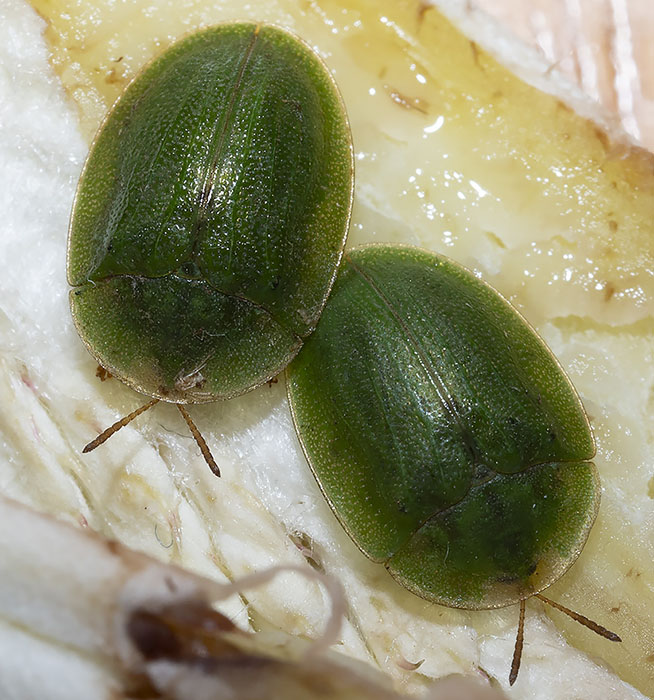 cassida da identificare