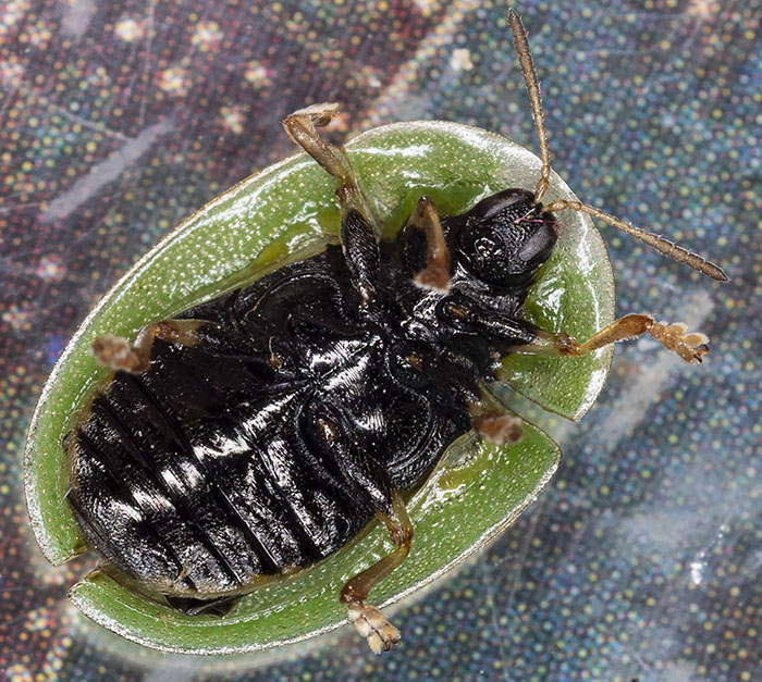 cassida da identificare