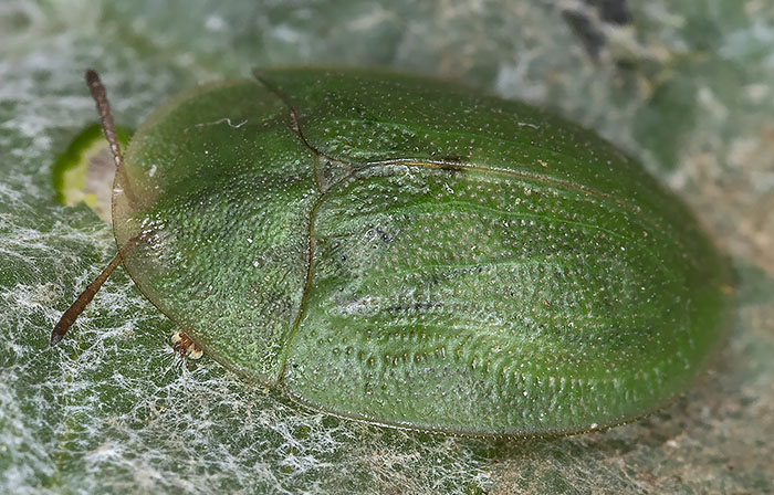 cassida da identificare