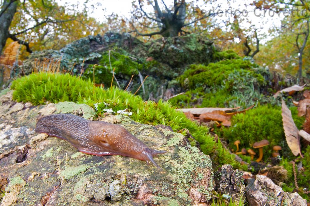 Limax del corsicus-gruppo dal Monte Amiata (GR)