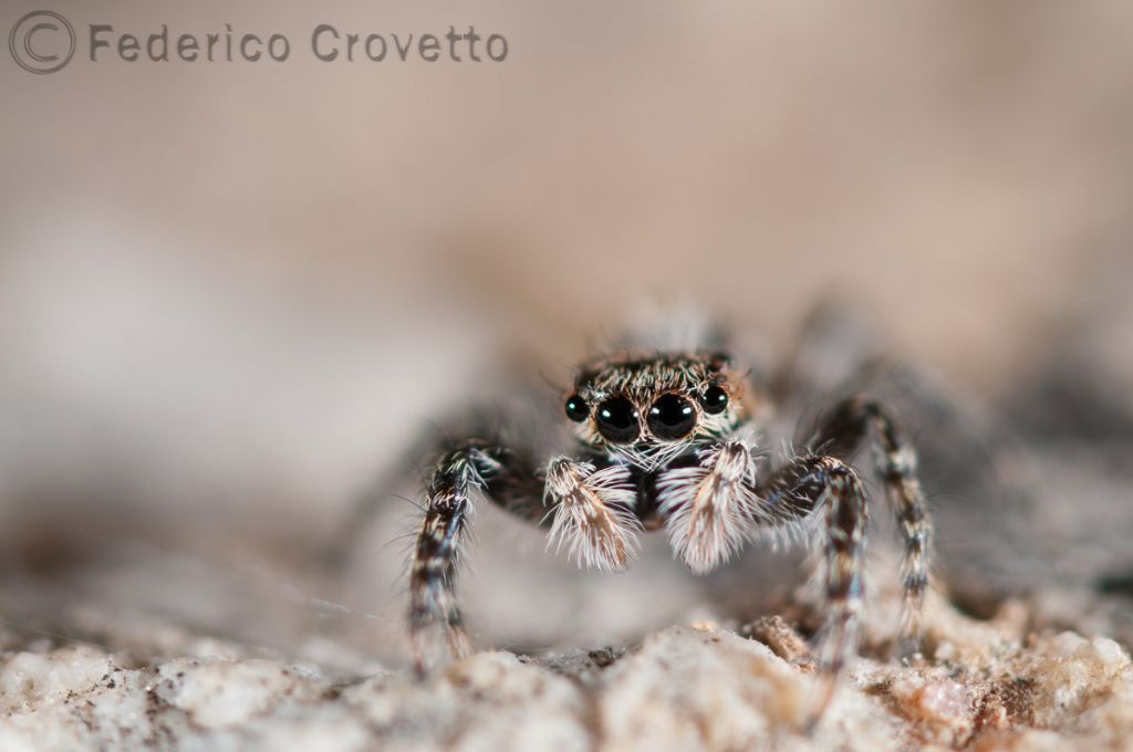 Identificazione Salticidae