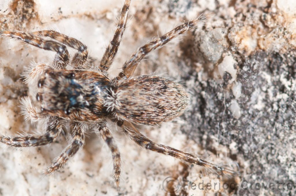 Identificazione Salticidae