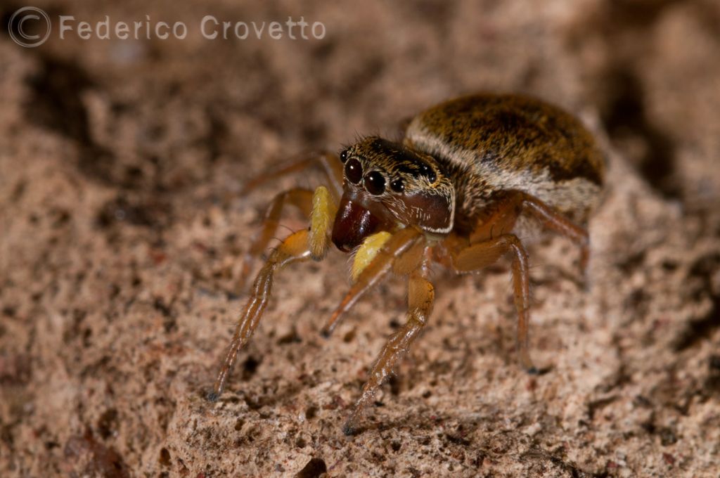 Heliophanus sp.