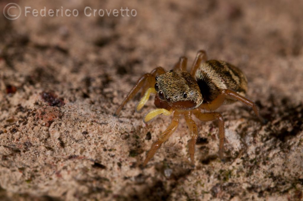 Heliophanus sp.