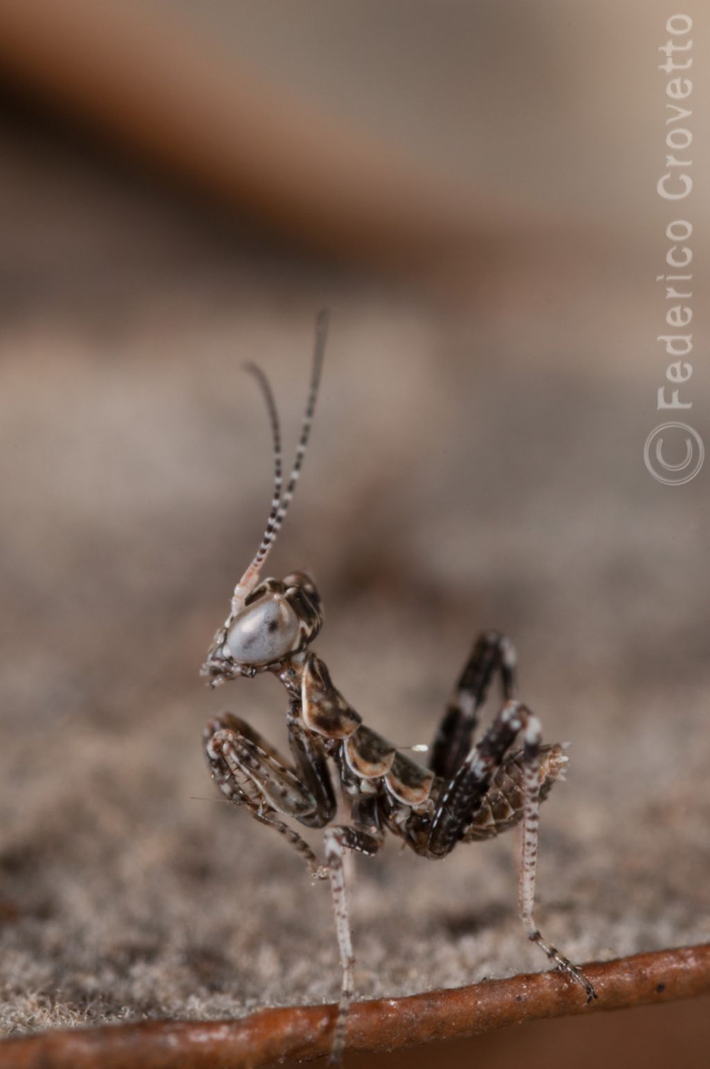 Identificazione giovane mantide