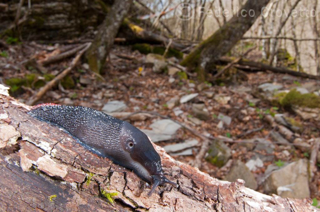 Limax doriae (?) provincia di Genova