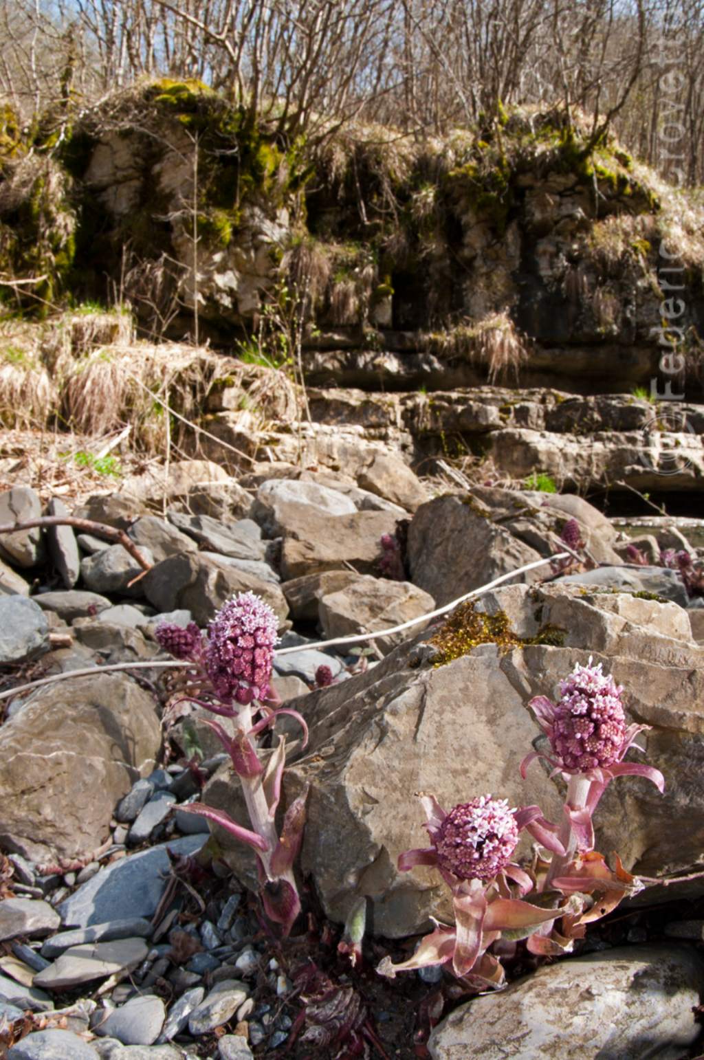 Petasites hybridus