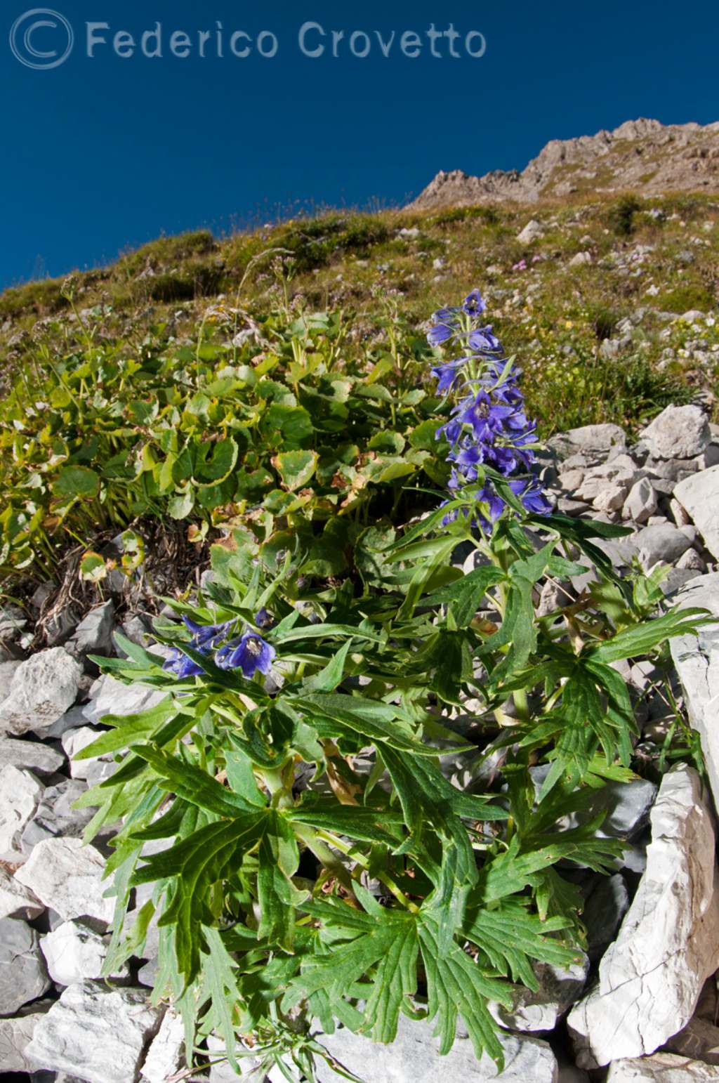 Delphinium elatum?