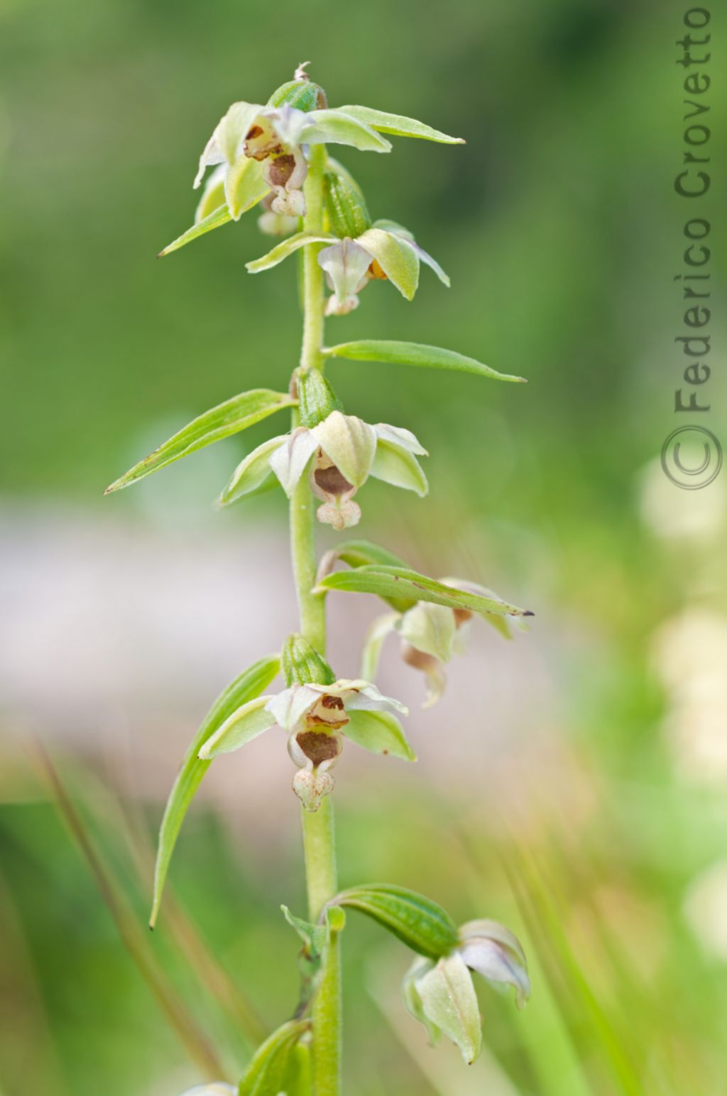 Epipactis?