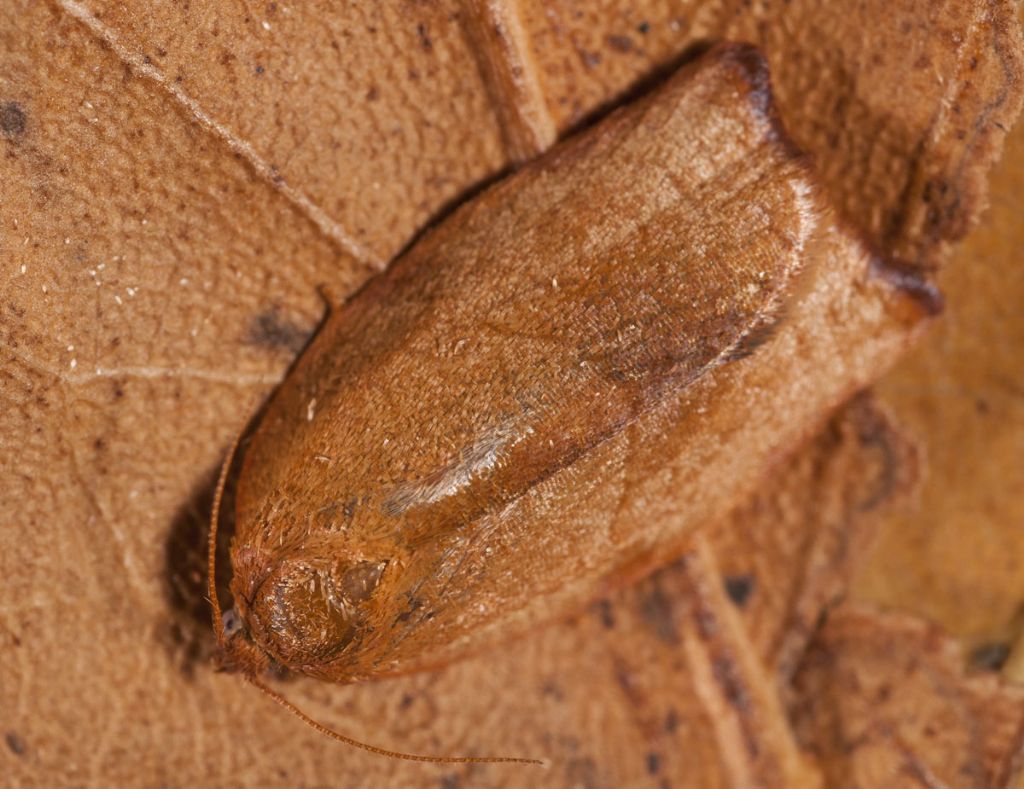 Da determinare - Acleris cfr. notana