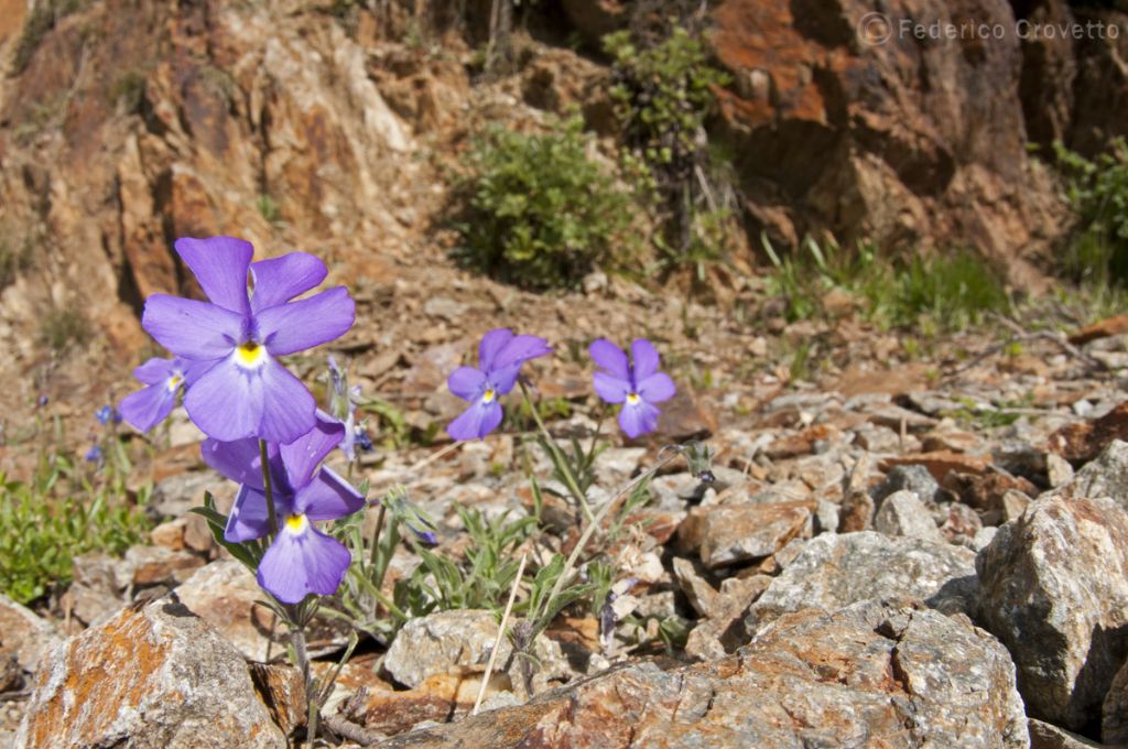 Alpi Marittime - Viola calcarata