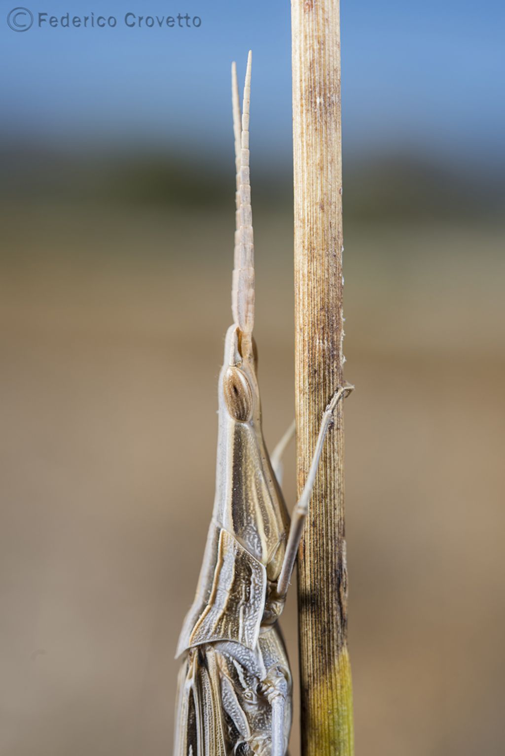 Acrida ungarica o Truxalis nasuta?