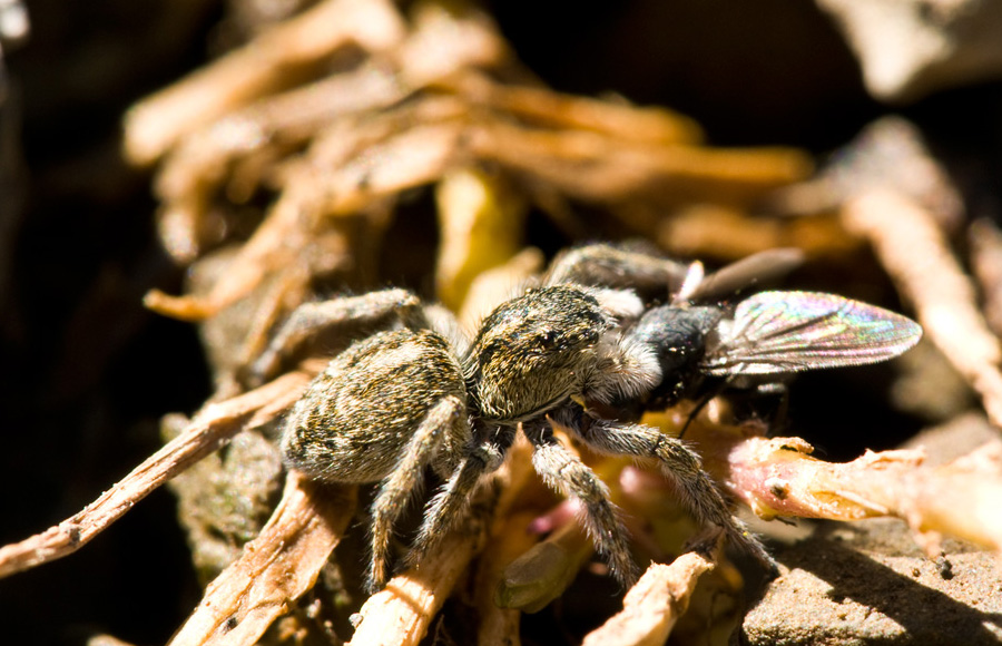 Salticidae