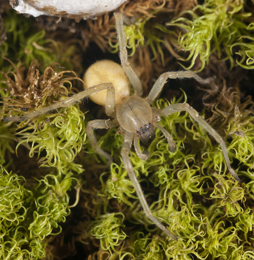 Cheiracanthium cfr. mildei - Pontremoli (MS)