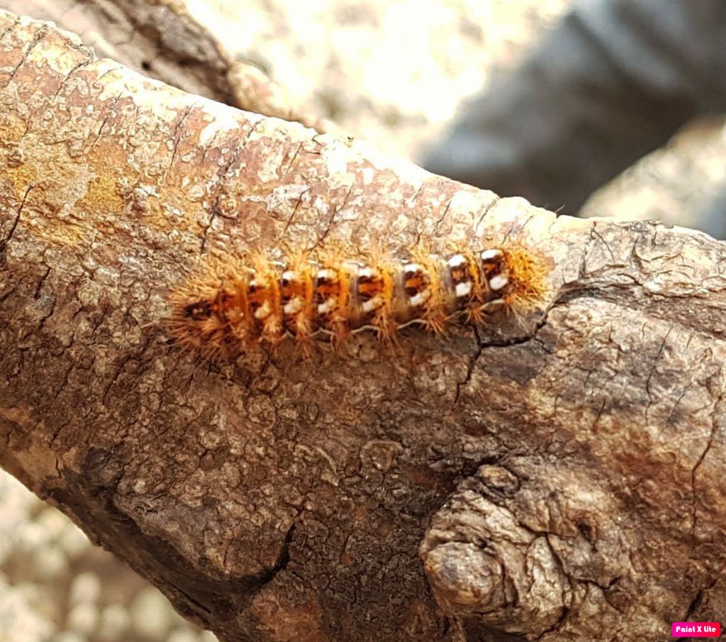 Prova per la classe - bruco di Acronicta rumicis (Noctuidae)