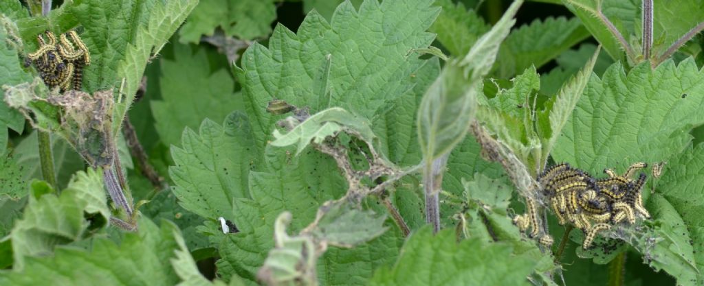 Larve di Aglais urticae, Nymphalidae