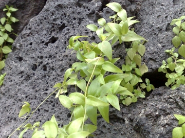 Asparagus asparagoides (L.) Druce - Sicilia