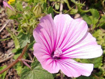 Malva trimestris / Malva reale