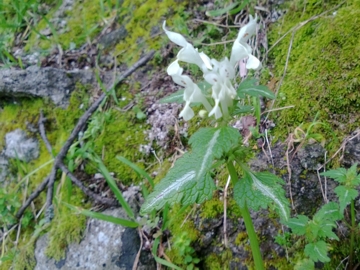 Albano Laziale : Lamium bifidum