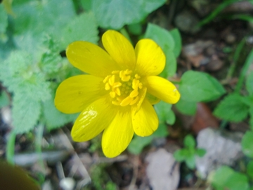 Albano Laziale : Ranunculus ficaria