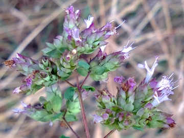 Un''altra pianta aromatica - Origanum vulgare