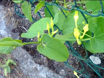 Aristolochia clematitis