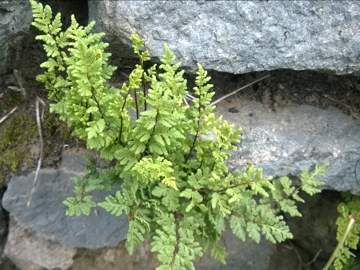 Oeosporangium pteridioides (=Cheilanthes maderensis) / Felcetta di Madera