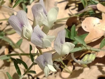 Vicia pseudocracca