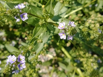 Veronica anagallis-acquatica