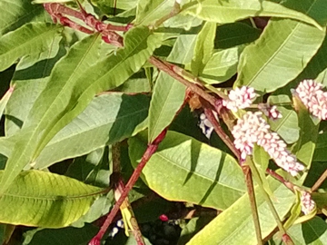 Polygonacea:  Persicaria cfr. lapathifolia