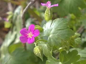 Geranium lucidum