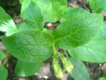 Symphytum sp. (Boraginales - Boraginaceae)