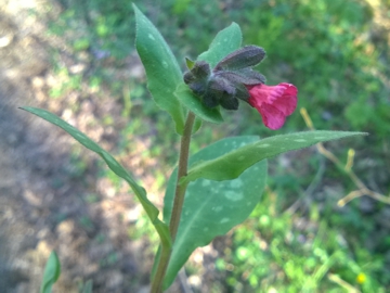 Boraginacea - Pulmonaria sp.