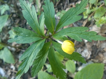 Anemonoides ranunculoides