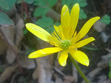 Ranunculus ficaria