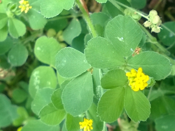 Medicago lupulina / Lupolina