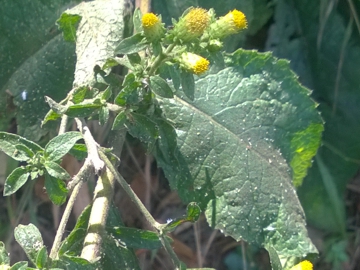 Capolino senza fiori ligulati - Inula conyzae