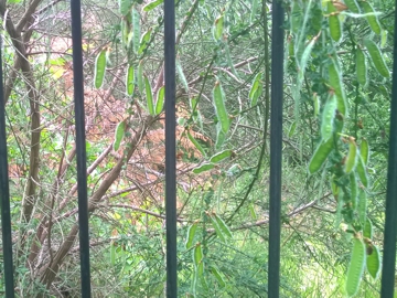 Arbusto di una Fabacea - Cytisus scoparius