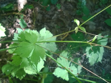 Ranunculus cfr. lanuginosus