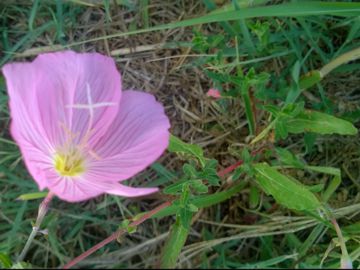 Oenothera speciosa / Enagra bella