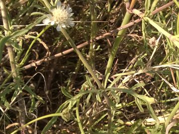 Pycnocomon rutifolium / Vedovina a foglie di ruta